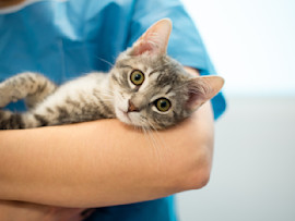 Cat at the vet's office being held by the vet