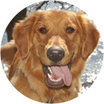 Oliver - Golden Retriever