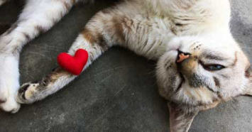 Valentine's Day Cat