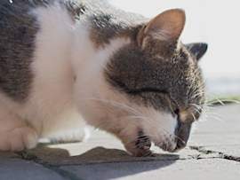 A close-up profile view of a Siamese or mixed-breed cat with brown and white fur appearing to retch or cough up a hairball on a concrete surface.