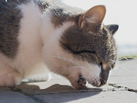 A close-up profile view of a Siamese or mixed-breed cat with brown and white fur appearing to retch or cough up a hairball on a concrete surface.