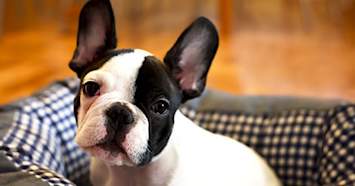 French Bulldog