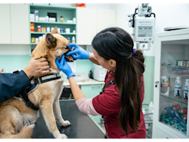 A veterinarian examines a dog's mouth during a routine dental checkup, demonstrating the professional pet care that contributes to rising veterinary expenses.