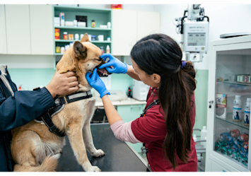 A veterinarian examines a dog's mouth during a routine dental checkup, demonstrating the professional pet care that contributes to rising veterinary expenses.