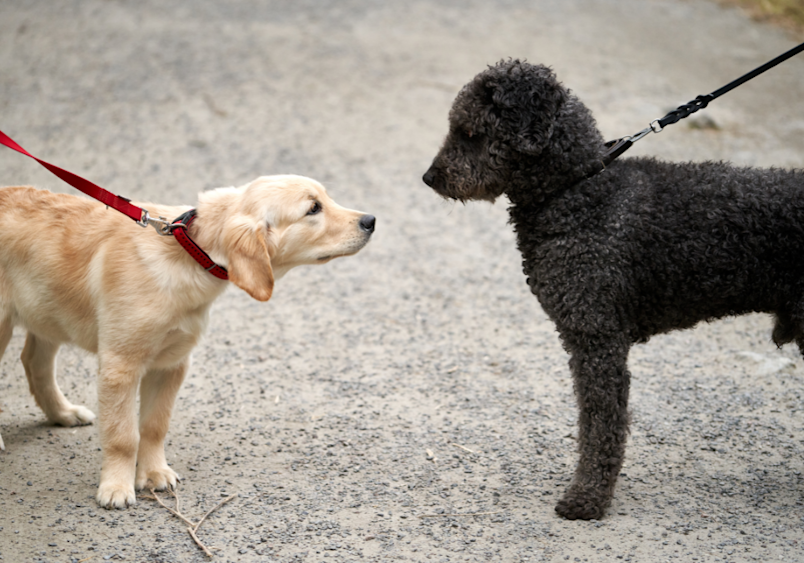 A yellow puppy and a black poodle meeting face-to-face while on leashes, perfectly illustrating how to socialize your dog with other dogs in a safe, controlled manner - an essential step in dog socialization training that helps pets learn proper greeting behaviors while their owners maintain gentle control.