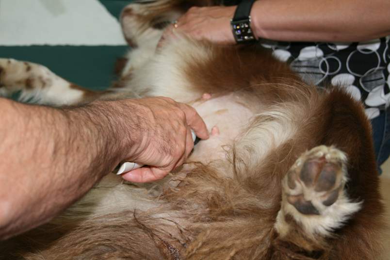 A veterinarian examines small pink skin growths on the belly of a long-haired dog lying on its side while an assistant helps hold it still.