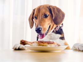A beagle rests its paws on the table, tongue out, gazing longingly at a plate holding a cooked chicken leg.