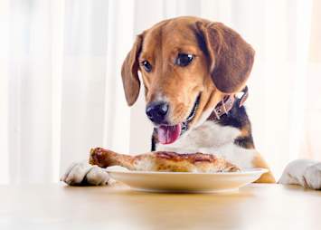 A beagle rests its paws on the table, tongue out, gazing longingly at a plate holding a cooked chicken leg.
