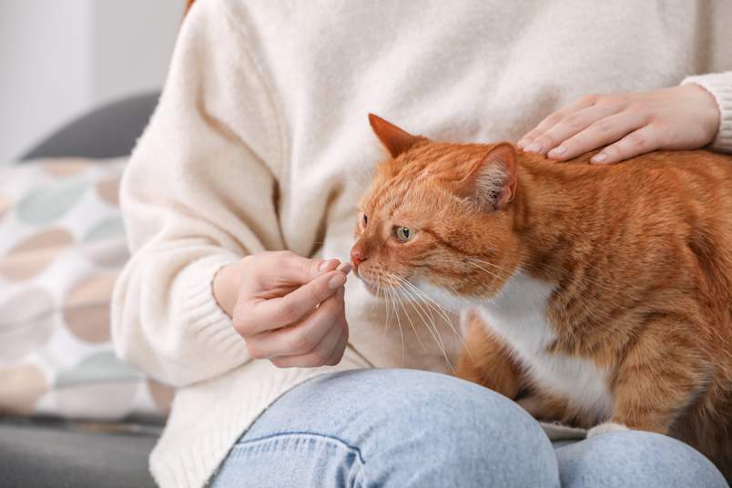 A pet owner gently offers a small pill to an orange tabby cat while keeping a reassuring hand on its back — a familiar scene for anyone who's ever had to figure out how to give a cat a pill. Whether it's antibiotics, flea prevention, or a daily supplement, knowing how to give cats pills without a struggle is one of the most valuable skills a cat parent can develop.
