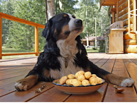 This dog is seen with a plate full of raw potatoes. But can dogs even eat potato, and are potatoes good for dogs?