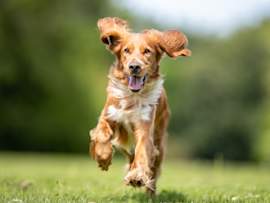 A golden-coated dog runs joyfully across a green field, ears flying and mouth open in a wide smile. Dogs diagnosed with Cushing's disease can still enjoy an active, happy life — understanding Cushing's disease in dogs, life expectancy, and treatment options helps pet owners make informed decisions about their dog's care.