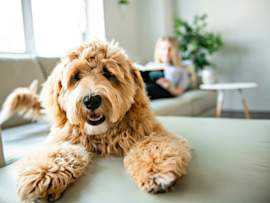 A shaggy golden doodle lounges contentedly across a couch while someone reads in the background, the picture of a well-fed family dog