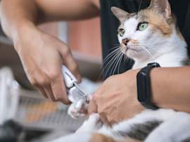 Cat Getting Declawed