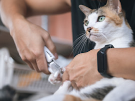 Cat Getting Declawed