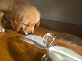 A puppy drinking spilled milk. Is it safe for this fur-baby to be drinking milk at this age or will this incident bring him adverse gastrointestinal symptoms leading to a visit to the vet?