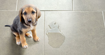 puppy sitting next to a wet spot on tile floor