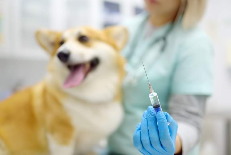 A happy Corgi sits calmly beside a veterinary professional holding a prepared syringe, showing that getting a dog rattlesnake vaccine doesn't have to be a stressful experience for pets or their owners