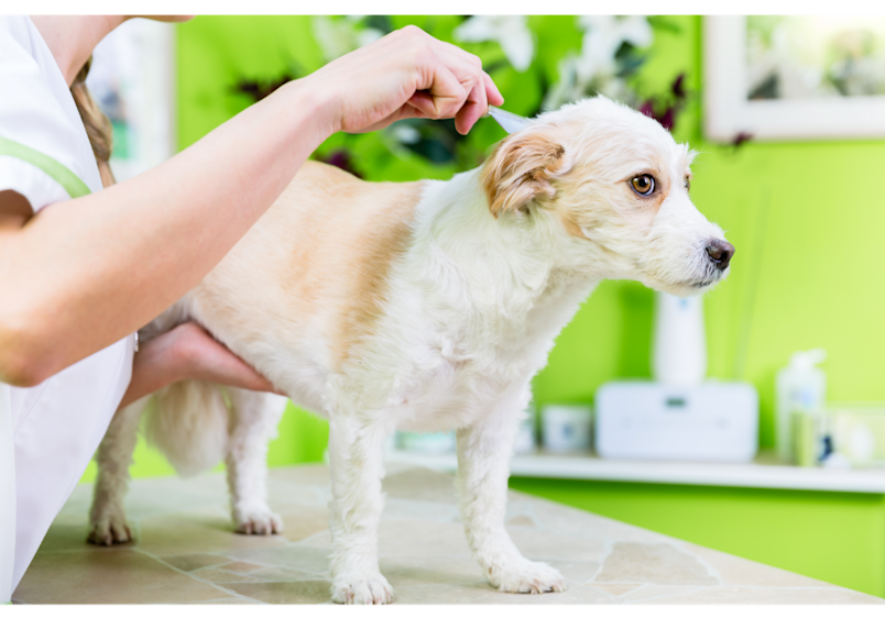 A veterinarian carefully examines a small white and tan dog's fur and skin, checking for signs of fleas on dogs during a routine inspection.
