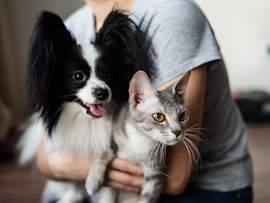 A pet owner cradles both a black-and-white papillon and a gray Devon Rex cat in their arms at home, the everyday multi-pet household that pet telehealth is built to serve.