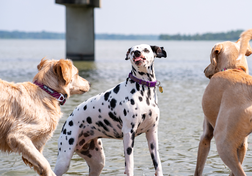 A Dalmatian and two golden retrievers socializing together by the water, showcasing successful socializing dogs in action as they enjoy a sunny day at the lake - a beautiful example of confident, well-adjusted dogs who have benefited from proper socialization techniques.