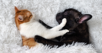 french bulldog and orange kitten sleeping 