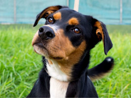 Portrait of a tricolored mixed-breed dog with black, tan, and white fur against green grass and a turquoise wall, demonstrating colors that would appear differently in a dog's dichromatic vision.