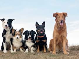 A group of five different dog breeds sitting side by side on a grassy hilltop under a soft blue sky, including a Border Collie, an Australian Shepherd, a black and white herding mix, an Australian Kelpie, and a Golden Retriever mix. This diverse lineup perfectly illustrates how cancer risk varies across dog breeds, making it ideal for content exploring how common is cancer in dogs and which dog breeds are most likely to get cancer versus dog breeds least likely to get cancer.