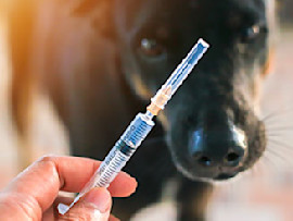 black dog looking at syringe for his Lyme disease vaccination