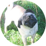 Wrigley - Pug