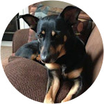 Hope-Mixed Breed Dog