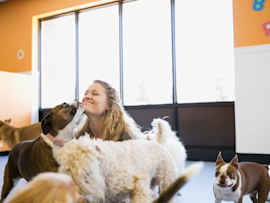 The image shows a person being affectionately licked by dogs, a common behavior used by dogs to show affection, seek attention, or express submission. If you're wondering, "why does my dog lick me so much," it's likely their way of bonding and communicating their needs.