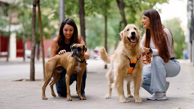 Two smiling women kneel on a tree-lined sidewalk with their dogs, a fawn boxer and a golden retriever in an orange harness, pausing during a walk.