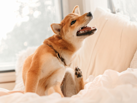 A Shiba inu in this image has been itching in his owner's bed. What could be dog itching remedies for an itchy dog?