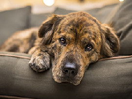brindle dog on couch