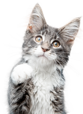 Black and white cat with its paw up