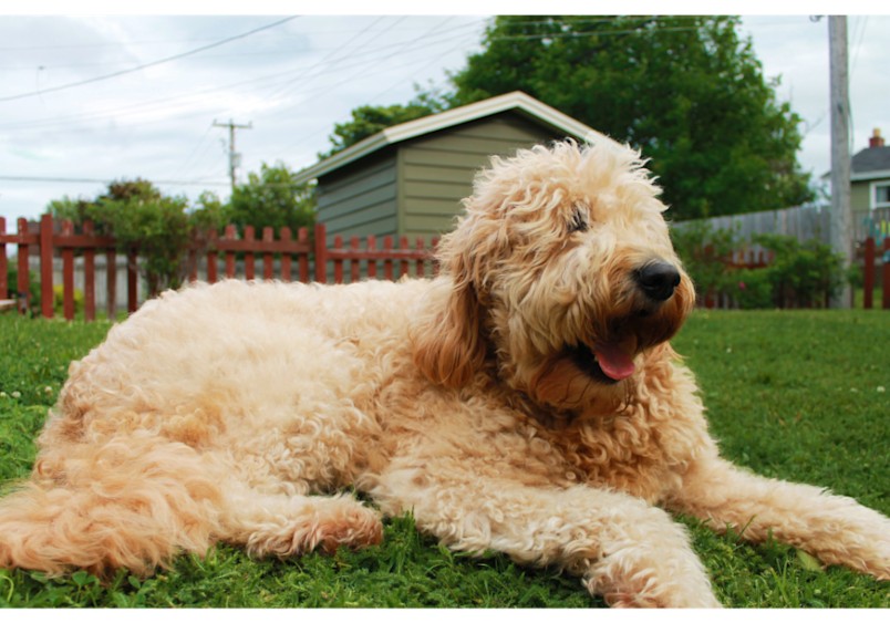 This full grown Goldendoodle size dog displays the distinctive curly coats that are more Poodle-like, which tend to be lower-shedding but require frequent brushing to prevent matting.
