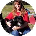 Tango - English Shepherd with Addison's Disease