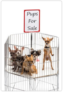 Buying Puppies at Pet Stores