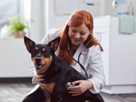A dog being checked by a vet to get the bordetella vaccine