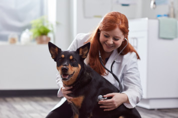 A dog being checked by a vet to get the bordetella vaccine
