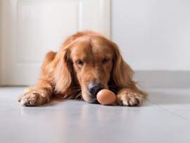 A sleepy golden retriever lies on the kitchen floor with its nose resting against a single brown egg, the picture of a dog curious about what's on the menu.