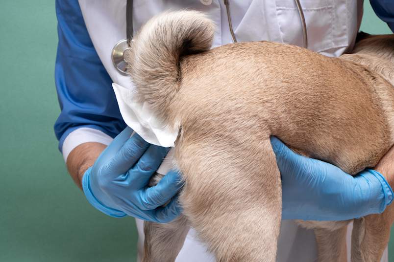 A gloved veterinarian lifts a tan dog's tail and uses a tissue to express its anal glands during a clinic visit.