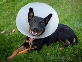 A black and tan German Shepherd mix lies in the grass wearing a plastic recovery cone, recovering after a procedure — illustrating post-procedure care following Zeuterin or traditional neutering in dogs