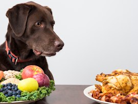 A chocolate Labrador contemplates two dinner options at a table - a roasted chicken and a bowl of fresh produce containing foods that dogs cannot eat safely, like grapes and certain fruits.