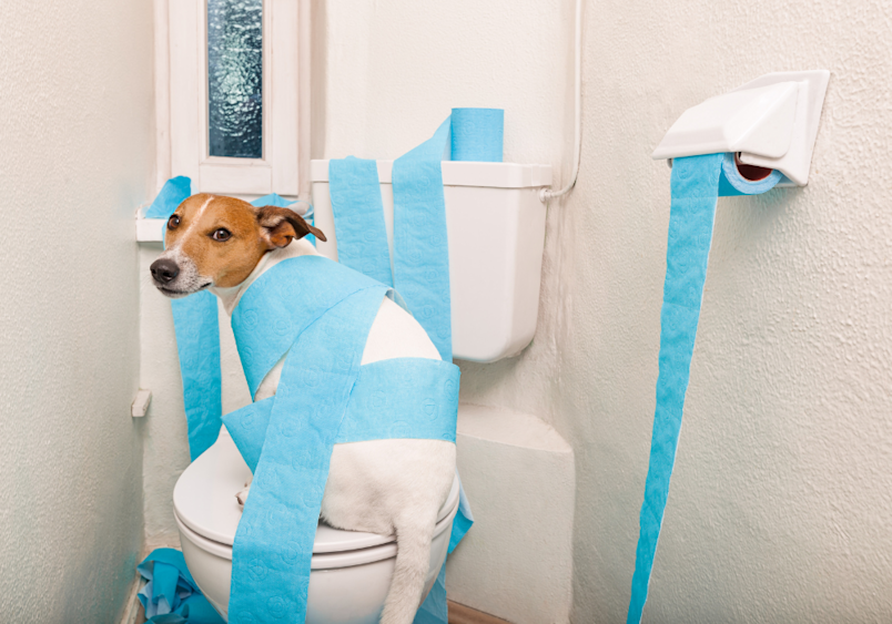 A small dog wrapped in a roll of toilet paper, standing on a toilet seat with a worried expression, humorously illustrating the topic of dog diarrhea