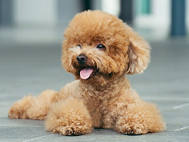 Toy Poodle