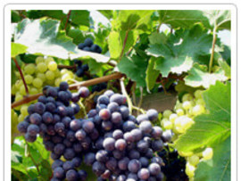 Grape or raisin toxicosis can be deadly for pets.