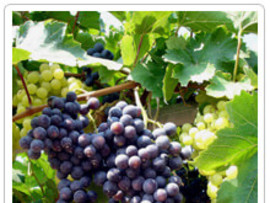 Grape or raisin toxicosis can be deadly for pets.