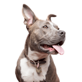 Embrace Pet Insurance vs Petco Pet Insurance