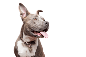 headshot of a happy Pitbull